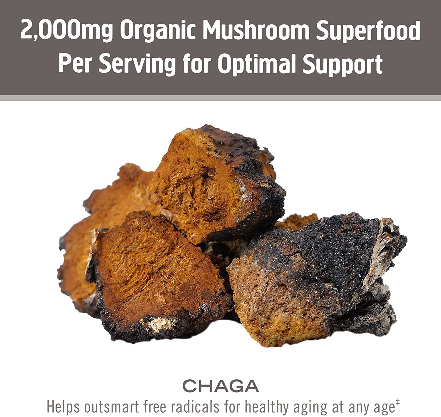 Om Mushroom Chaga orgánico, etiqueta orgánica, calidad certificada.