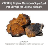 Om Mushroom Chaga orgánico, etiqueta orgánica, calidad certificada.
