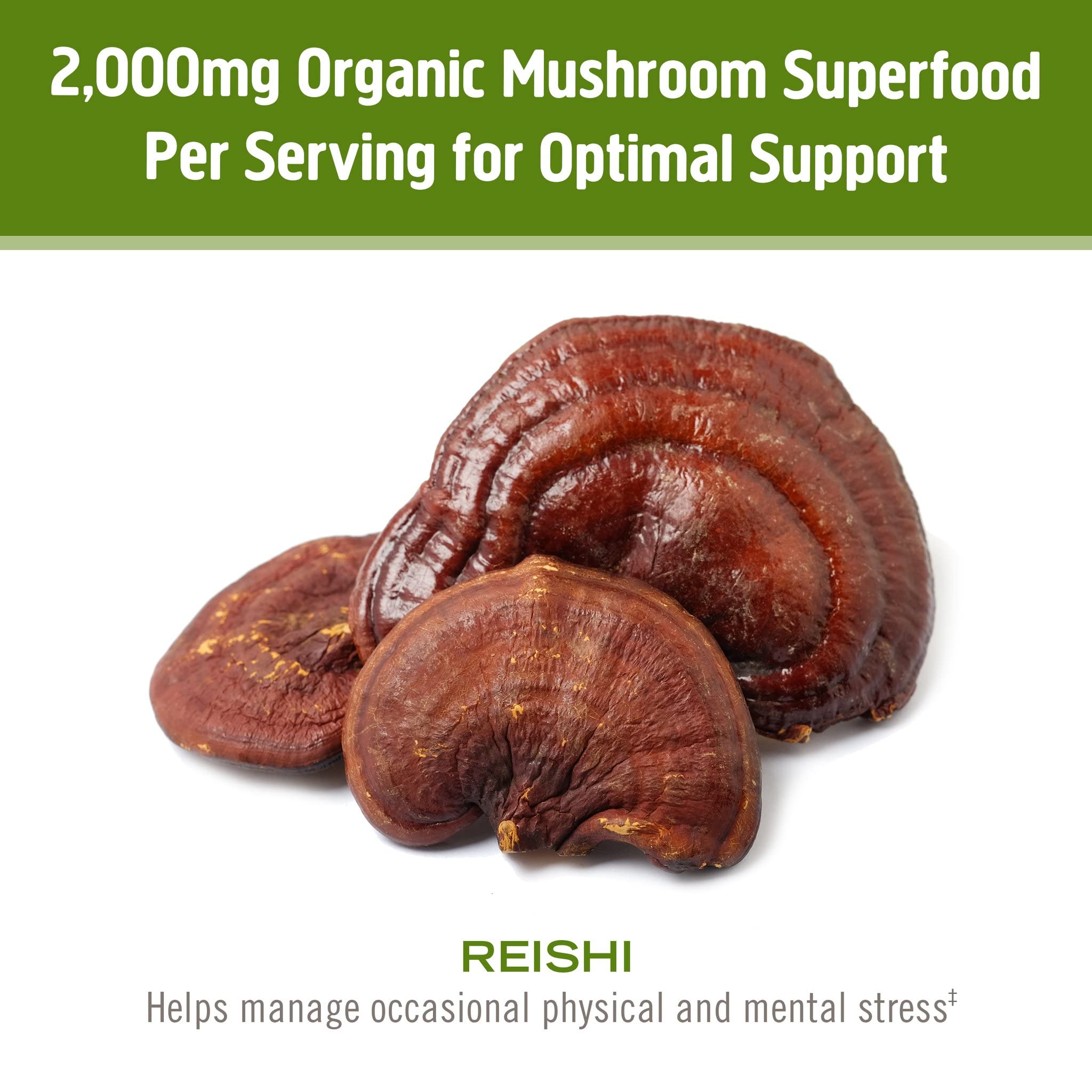 OM MUSHROOM REISHI mezcla-smoothie: incorporación rápida a la rutina de bienestar.