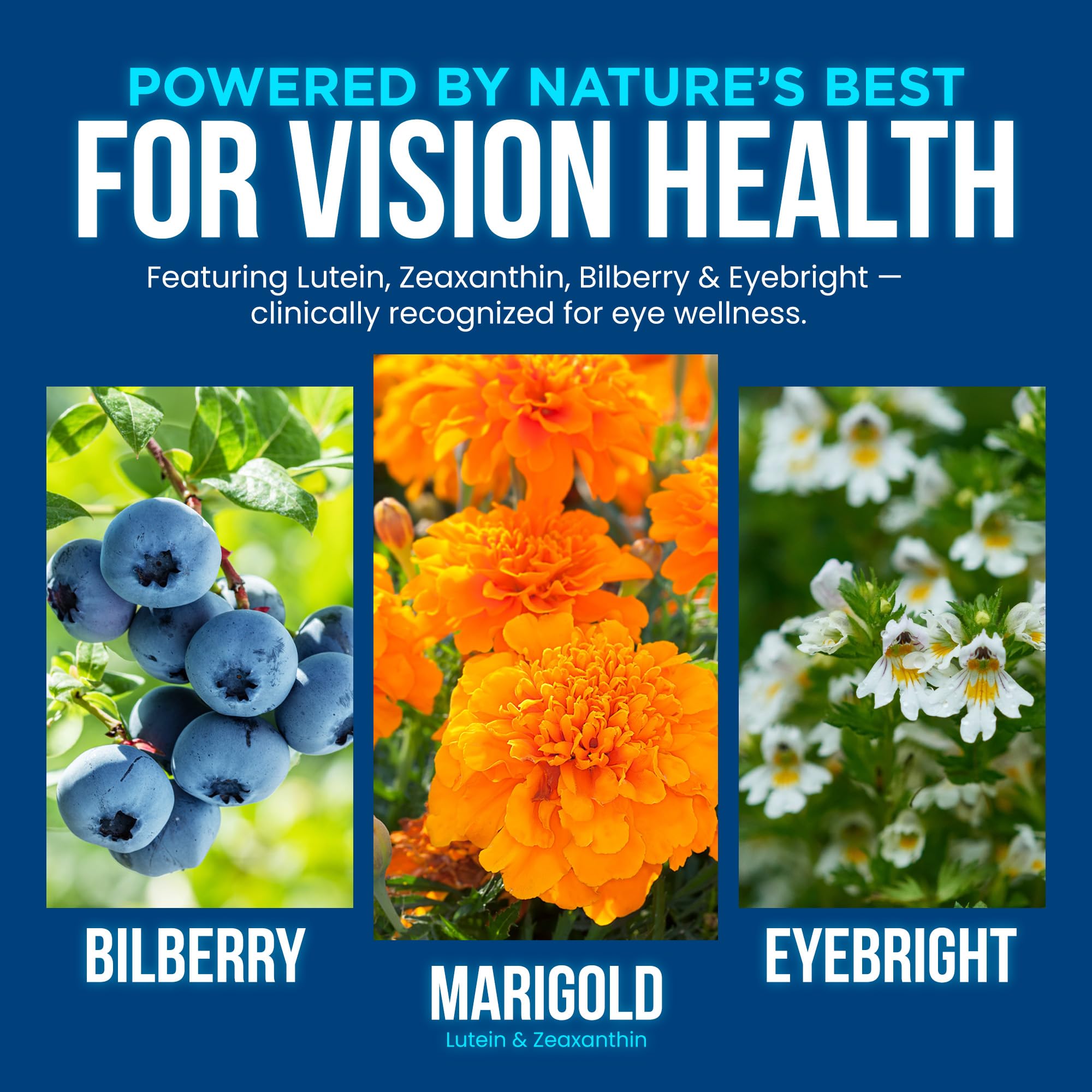 OmniBiotics Vision Clarity, detalle-macula que favorece la claridad visual.