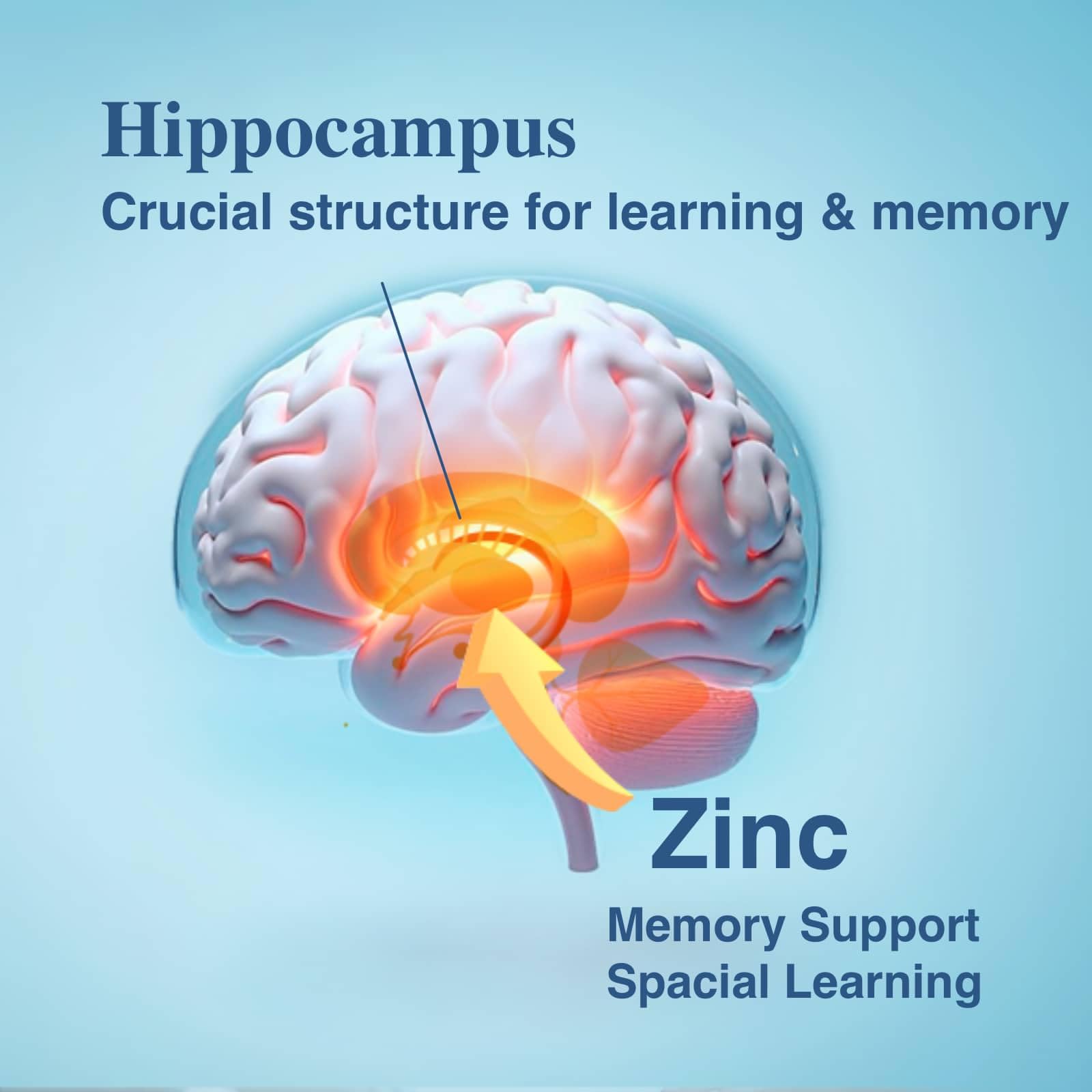 OPTINOURISH Brain alpha-gpc para función cognitiva