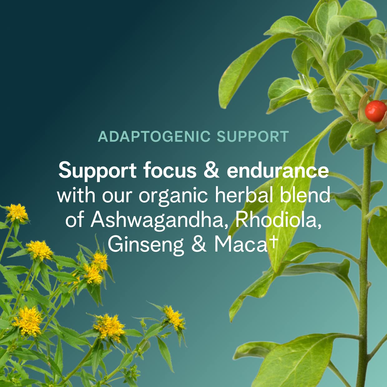 Ingredientes orgánicos clave como ashwagandha y rhodiola para enfoque