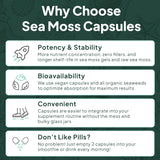 Organics Ocean capsulas energía: experiencia suave para mantener la vitalidad