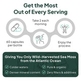 Organics Ocean uso diario energía: apoyo para tu día a día