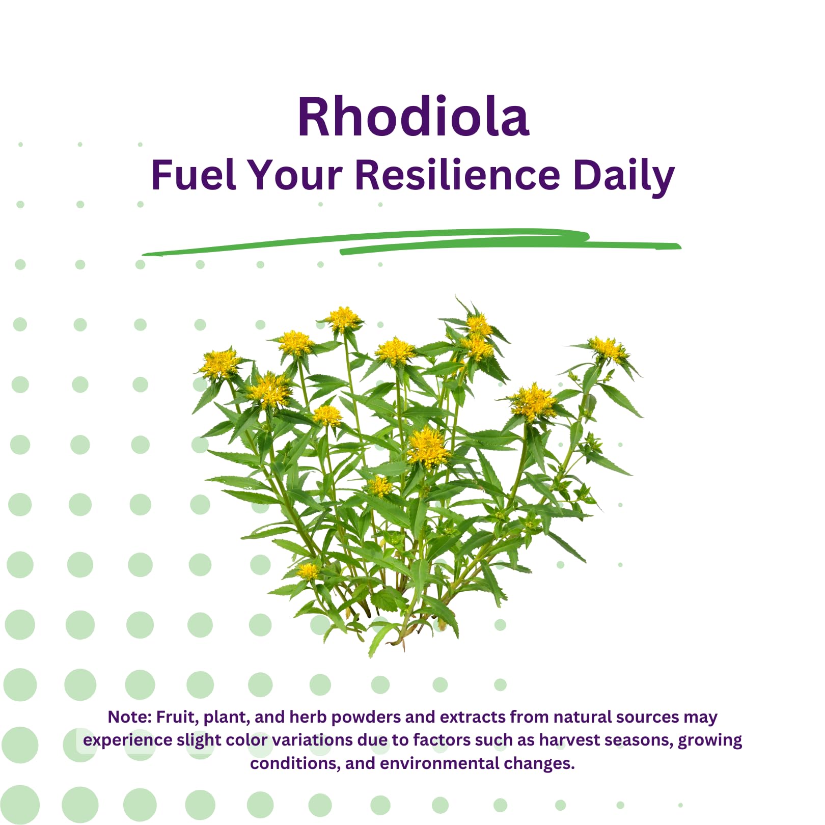 Rhodiola Paradise Herbs: cápsulas para apoyar la concentración durante el día.