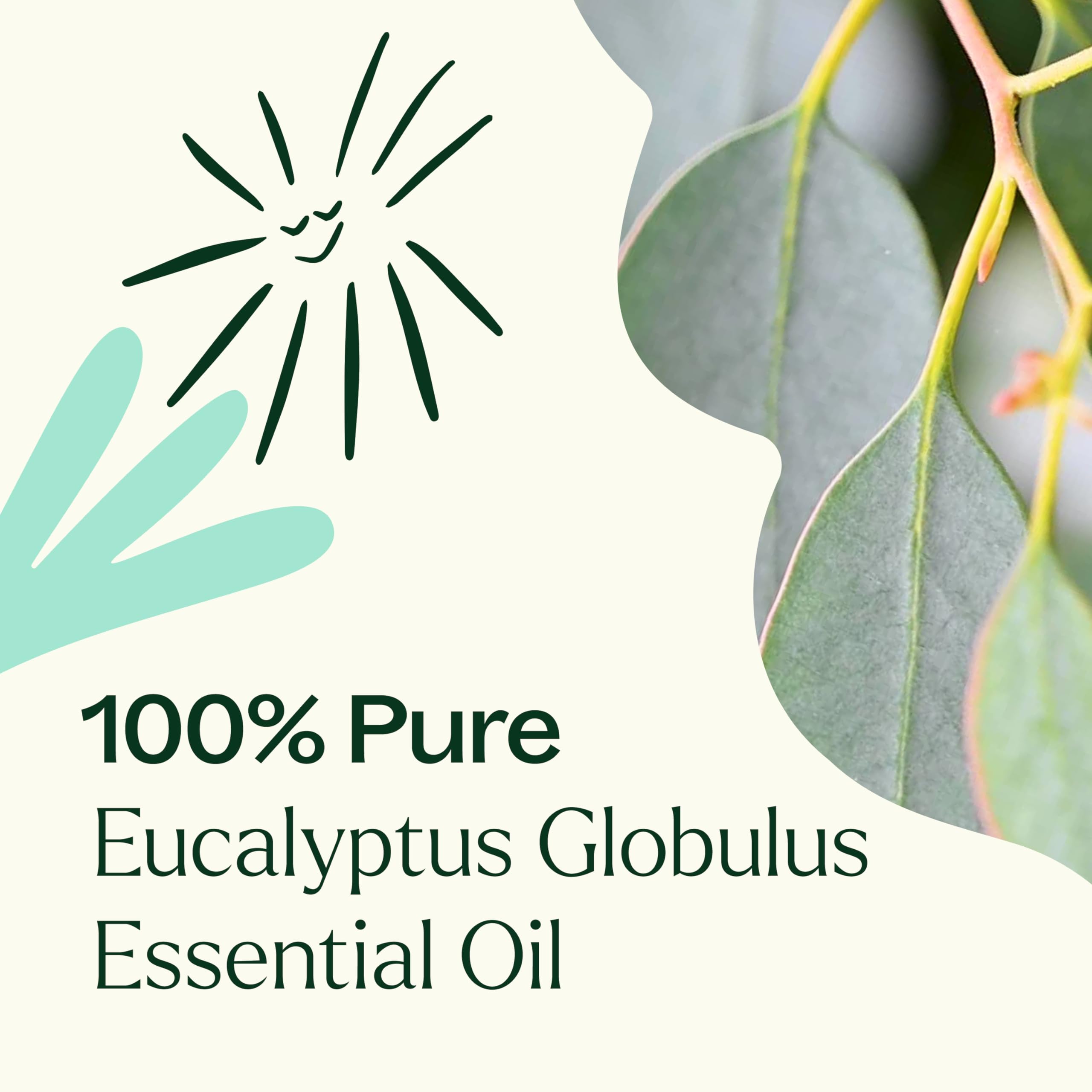 Plant Therapy Eucalipto Globulus, aroma fresco para ambientes de la casa.
