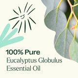 Plant Therapy Eucalipto Globulus, aroma fresco para ambientes de la casa.