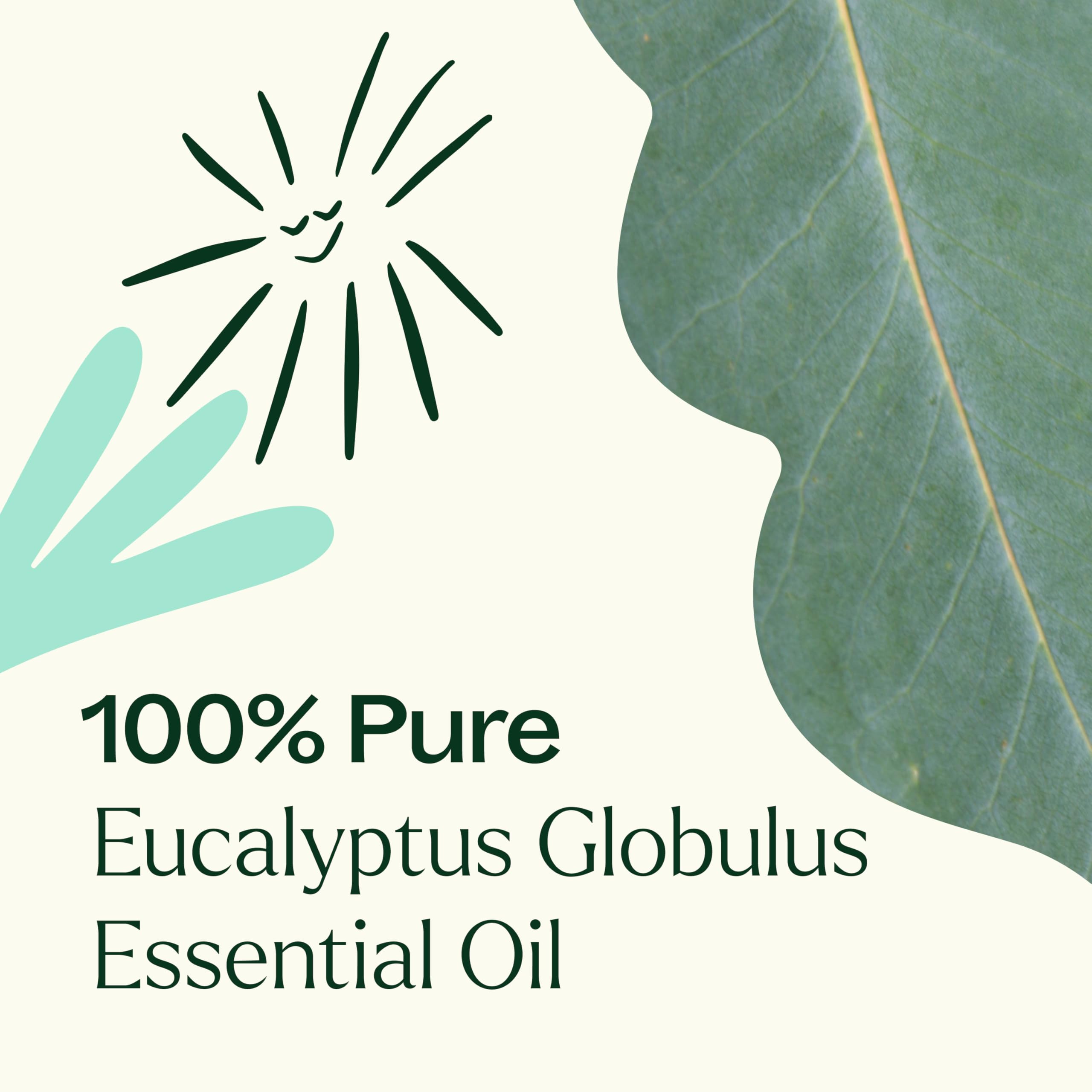 Plant Therapy Eucalipto Globulus favorece circulación suave cuando se utiliza tópicamente.