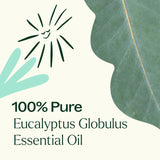 Plant Therapy Eucalipto Globulus favorece circulación suave cuando se utiliza tópicamente.