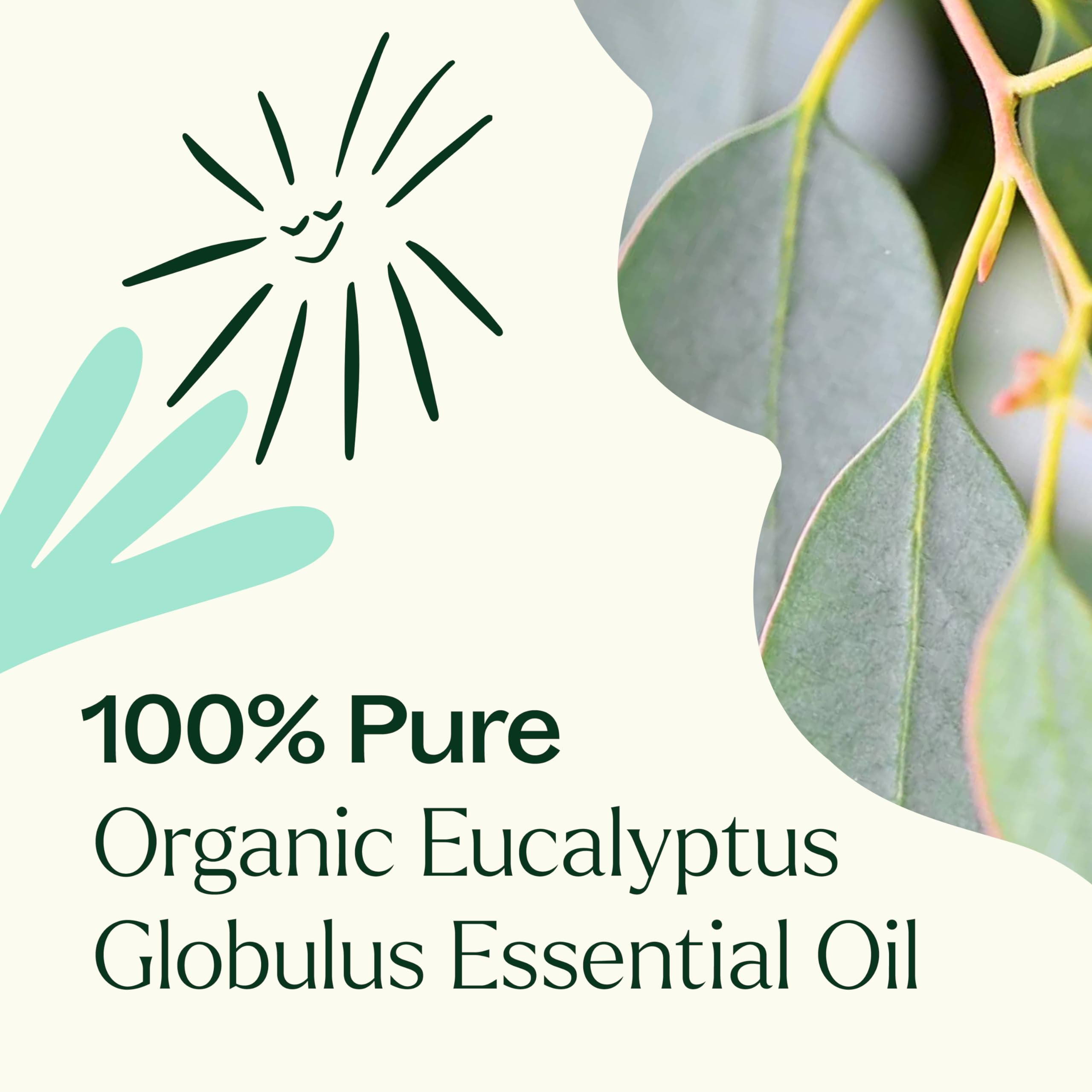 Plant Therapy Eucalipto Globulus: hojas de eucalipto en destilación suave