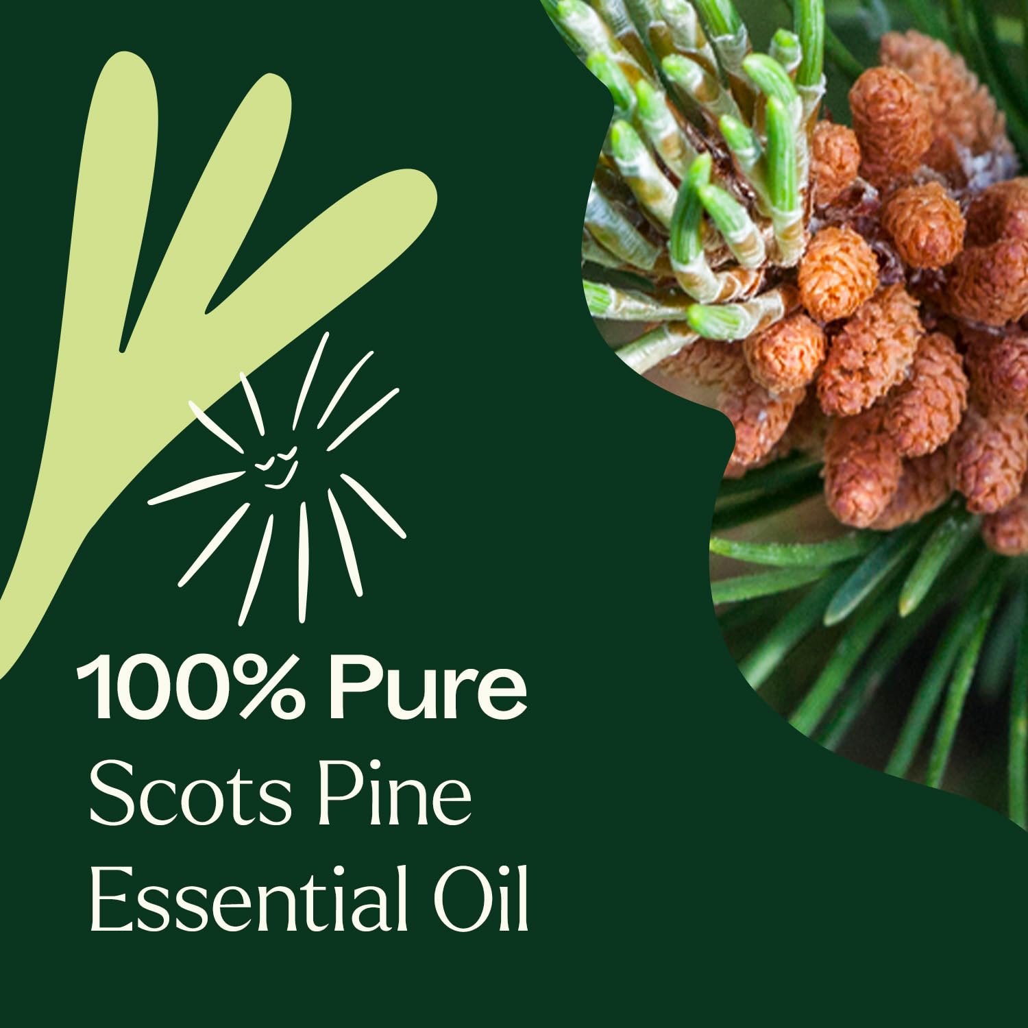 Plant Therapy lote GC-MS específico para cada botella