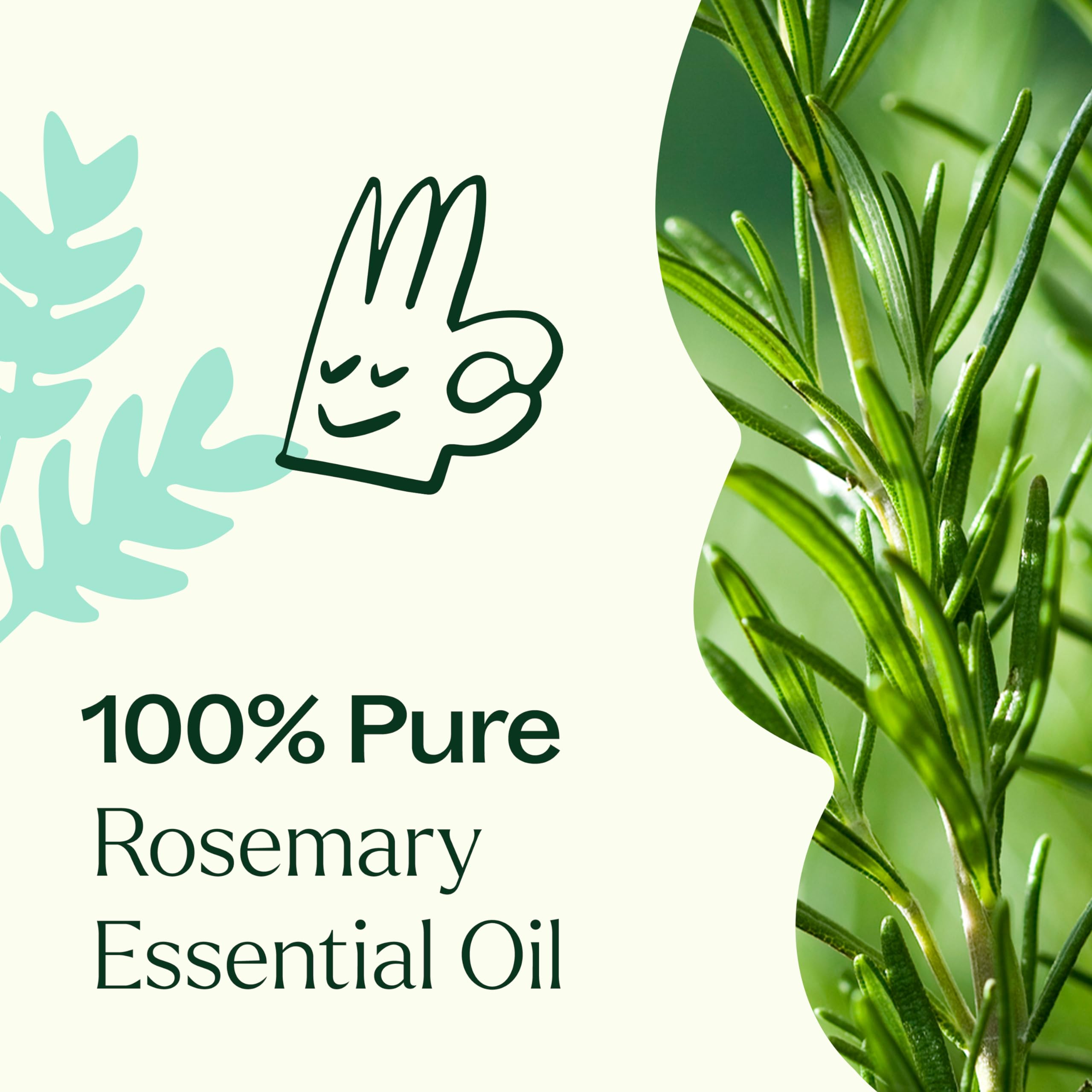 Plant Therapy Romero Aroma: aroma fresco y herbáceo para difusiones diarias.
