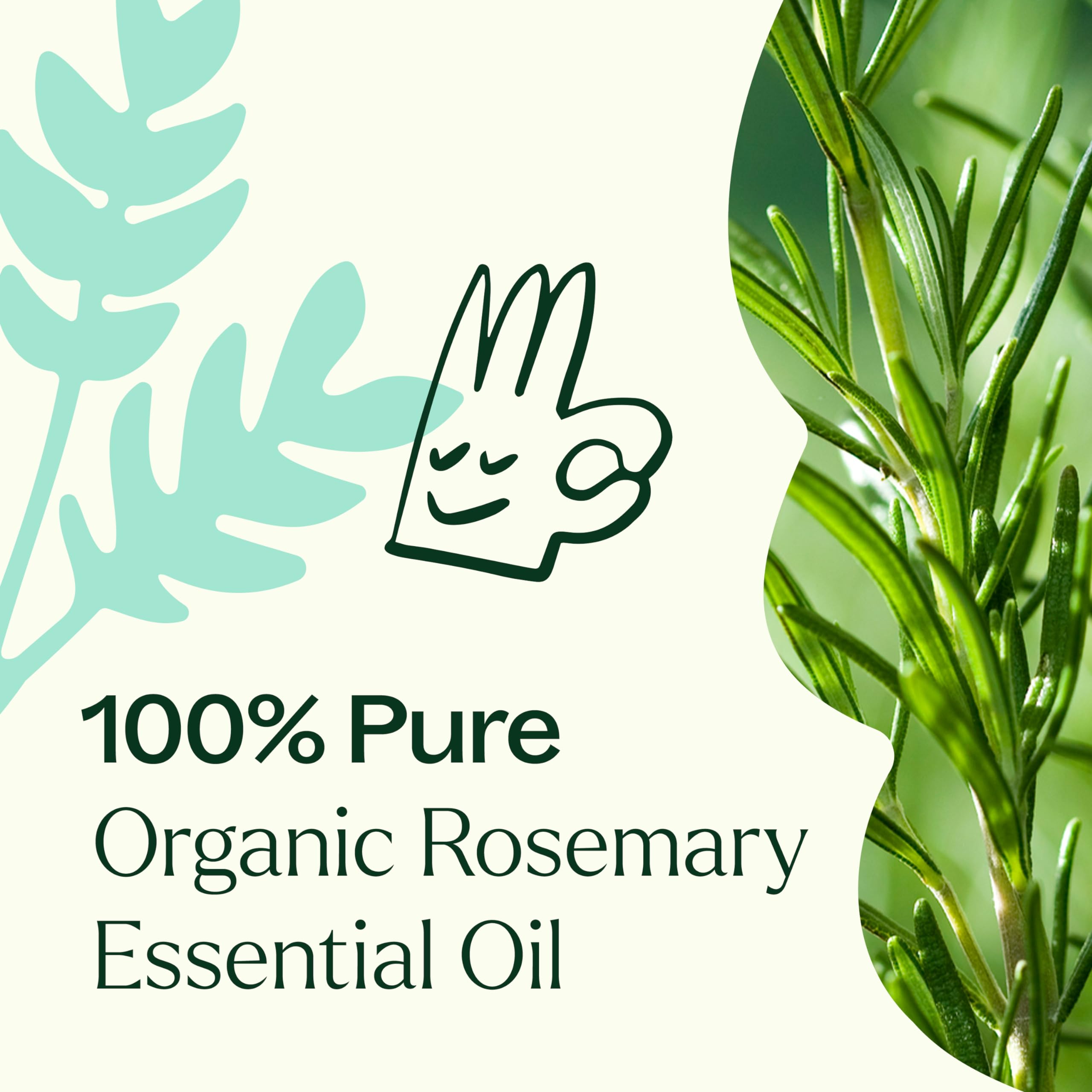 Plant Therapy Romero Orgánico, alto 1,8-cineol para aroma estimulante