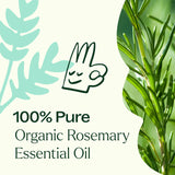 Plant Therapy Romero Orgánico, alto 1,8-cineol para aroma estimulante
