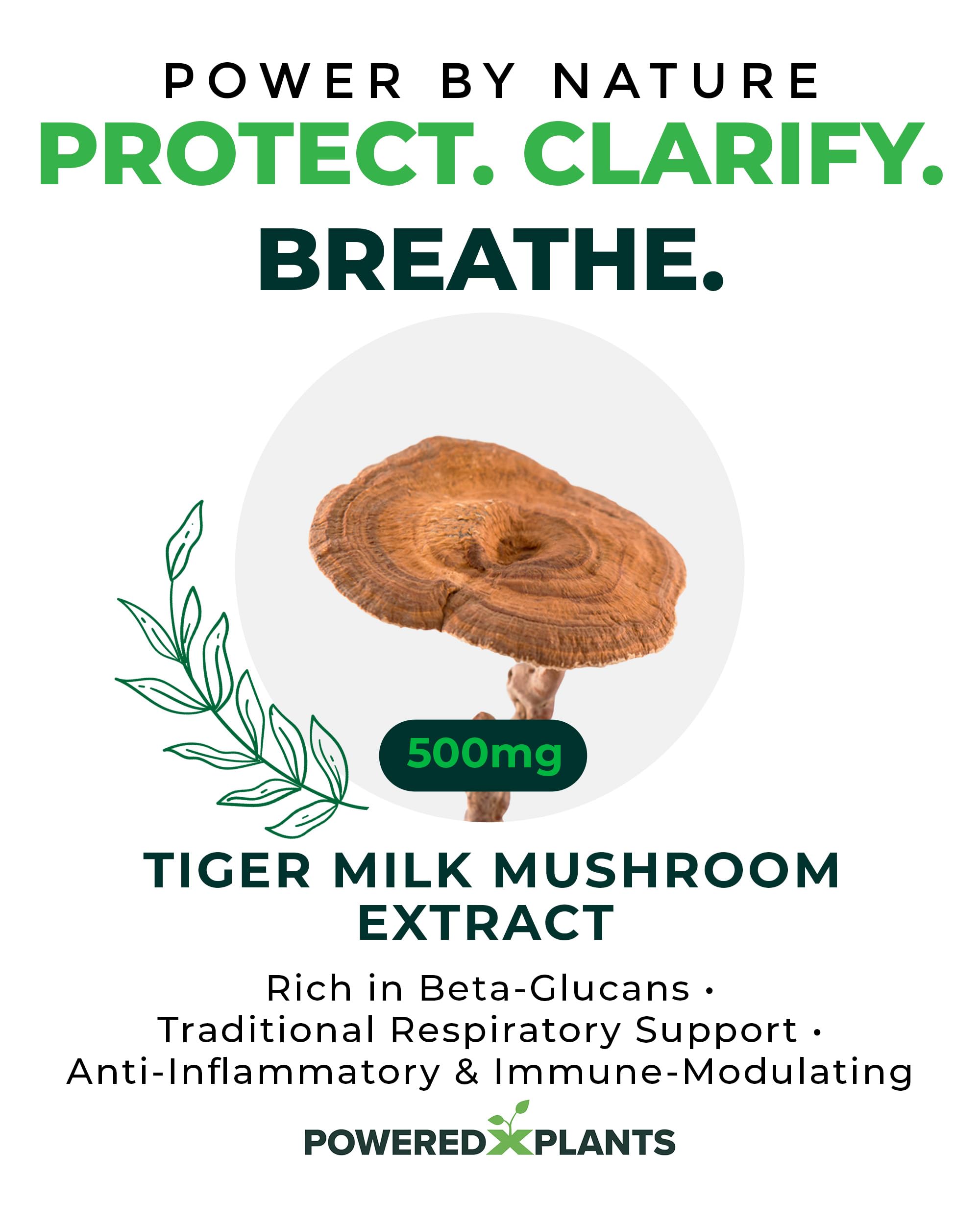 POWERED X PLANTS Hongo Leche de Tigre ingredientes: extracto Lignosus rhinocerus estandarizado 50% beta-glucano