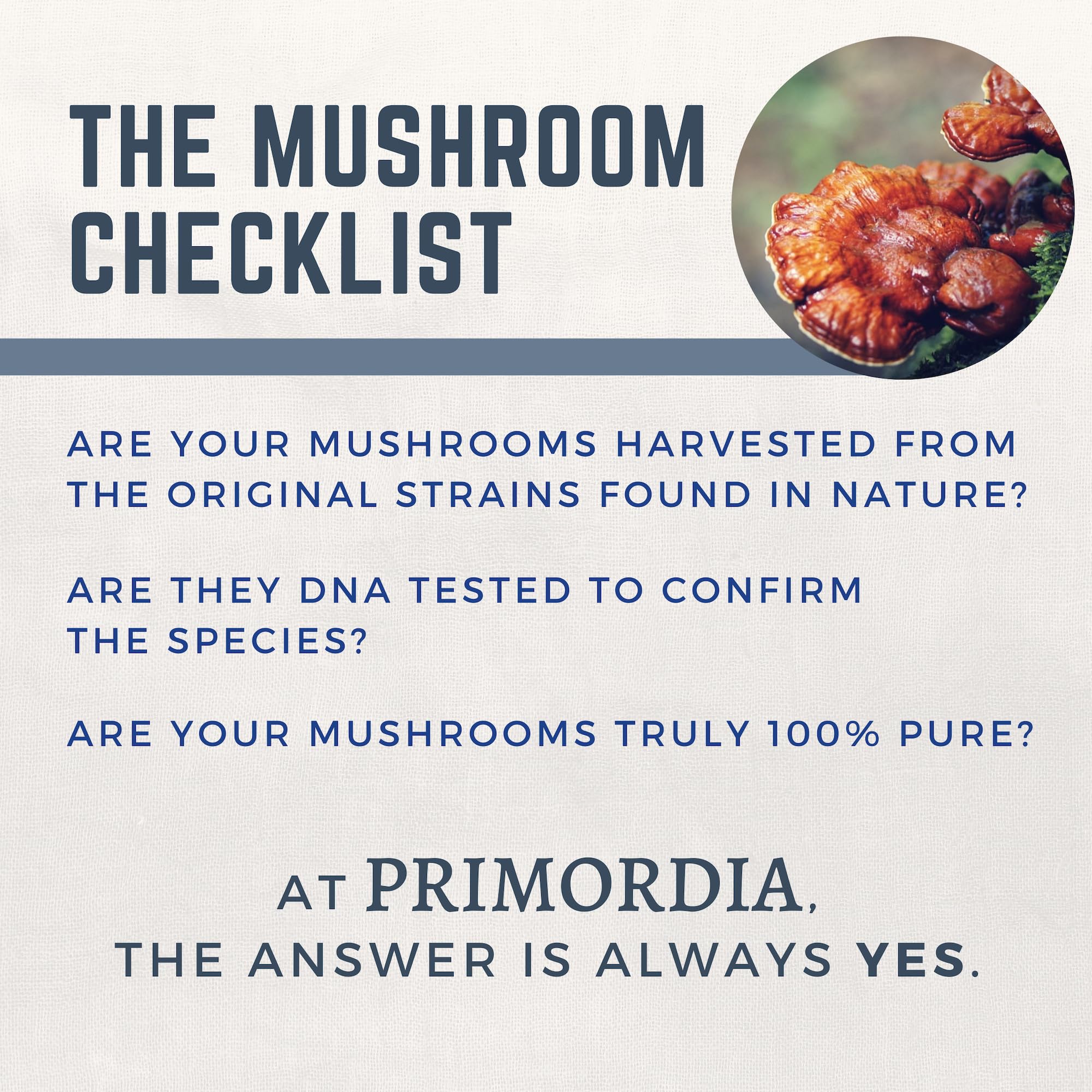 Dormir mejor con Primordia Pure Reishi, apoyo suave para el descanso.