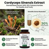 PRISTINE'S Cordyceps: beneficios para la inmunidad y la salud pulmonar.