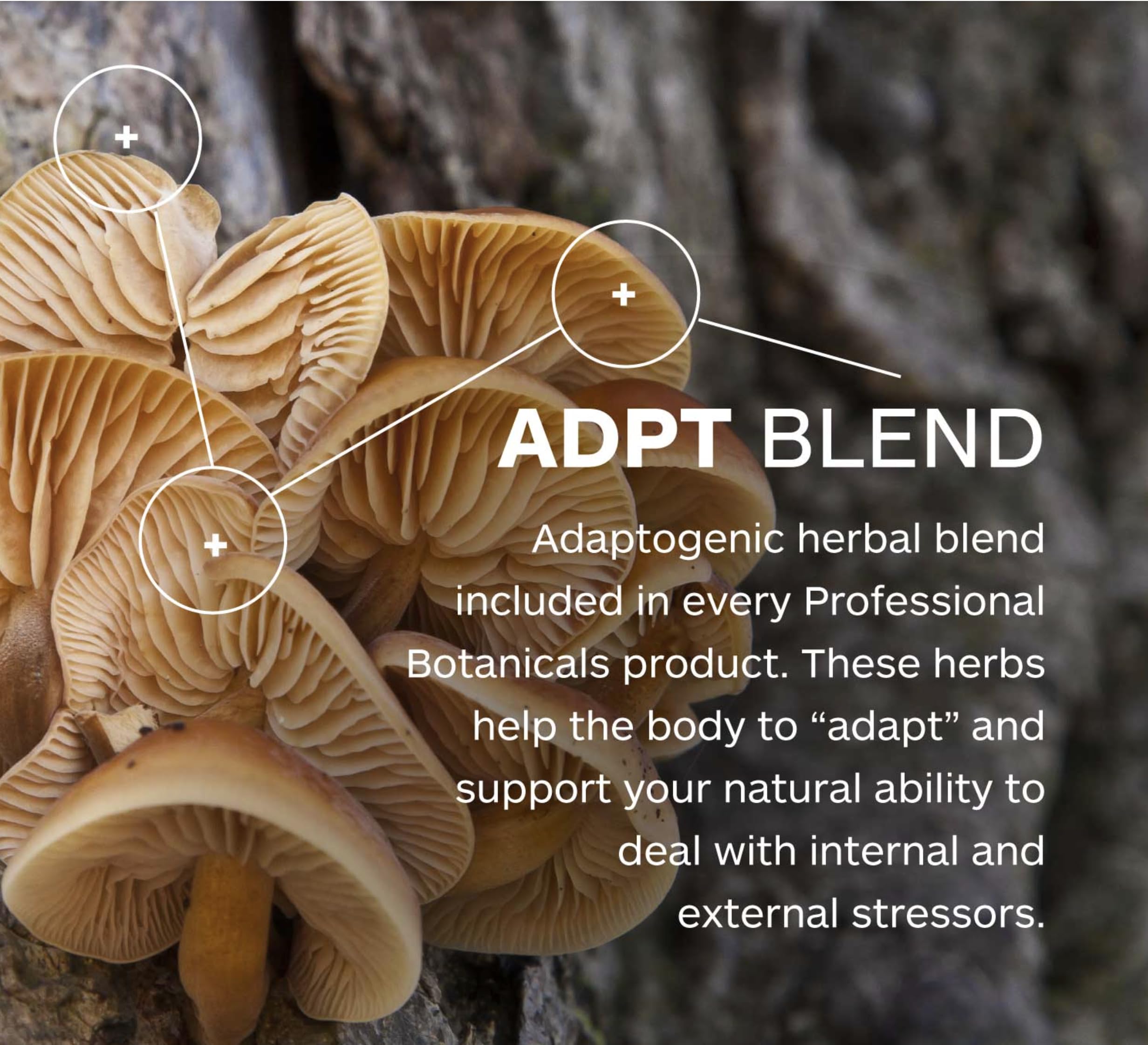 Professional Botanicals Tense-X: mezcla de ingredientes naturales clave