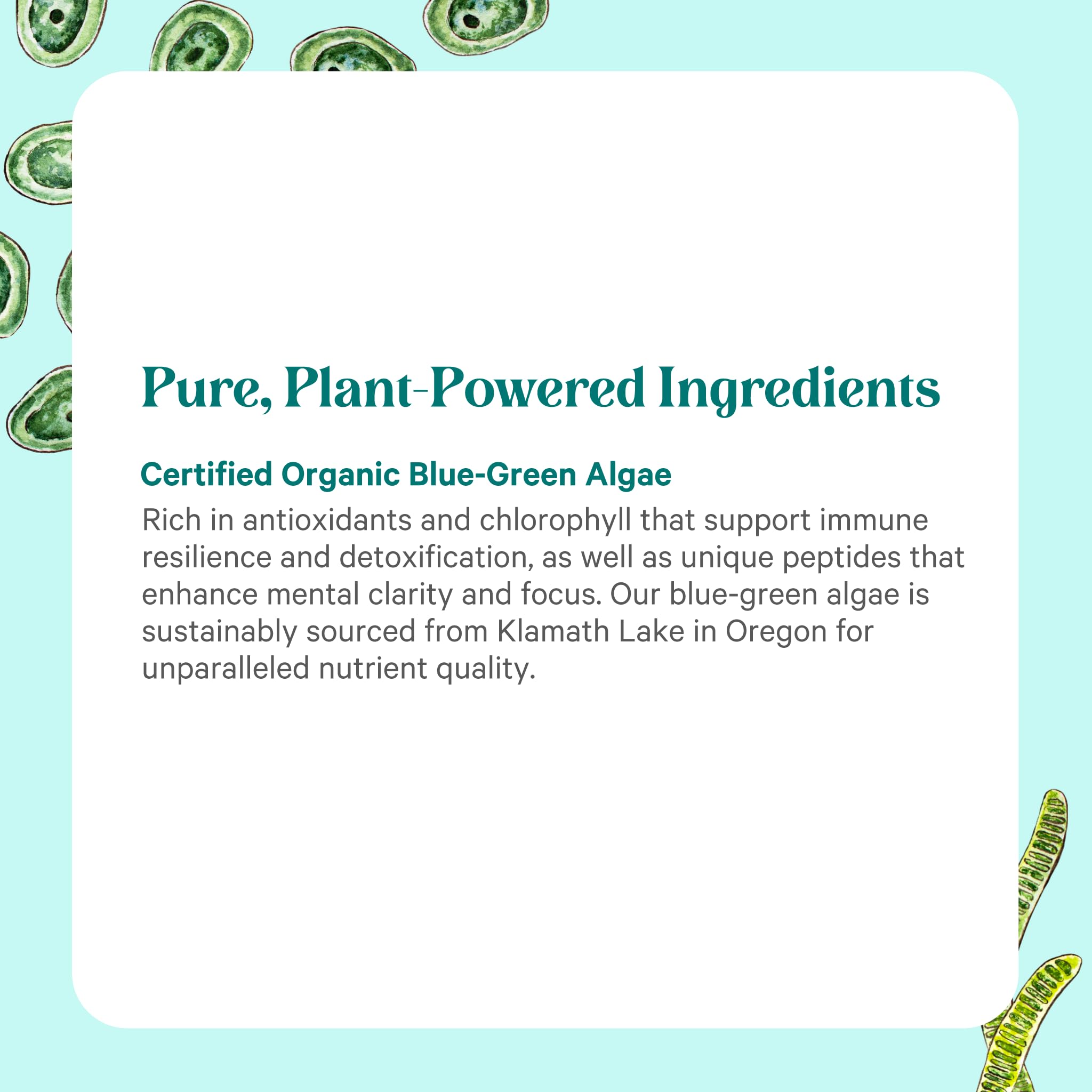 PURE SYNERGY ingredientes orgánicos de alga azul-verde para detox suave