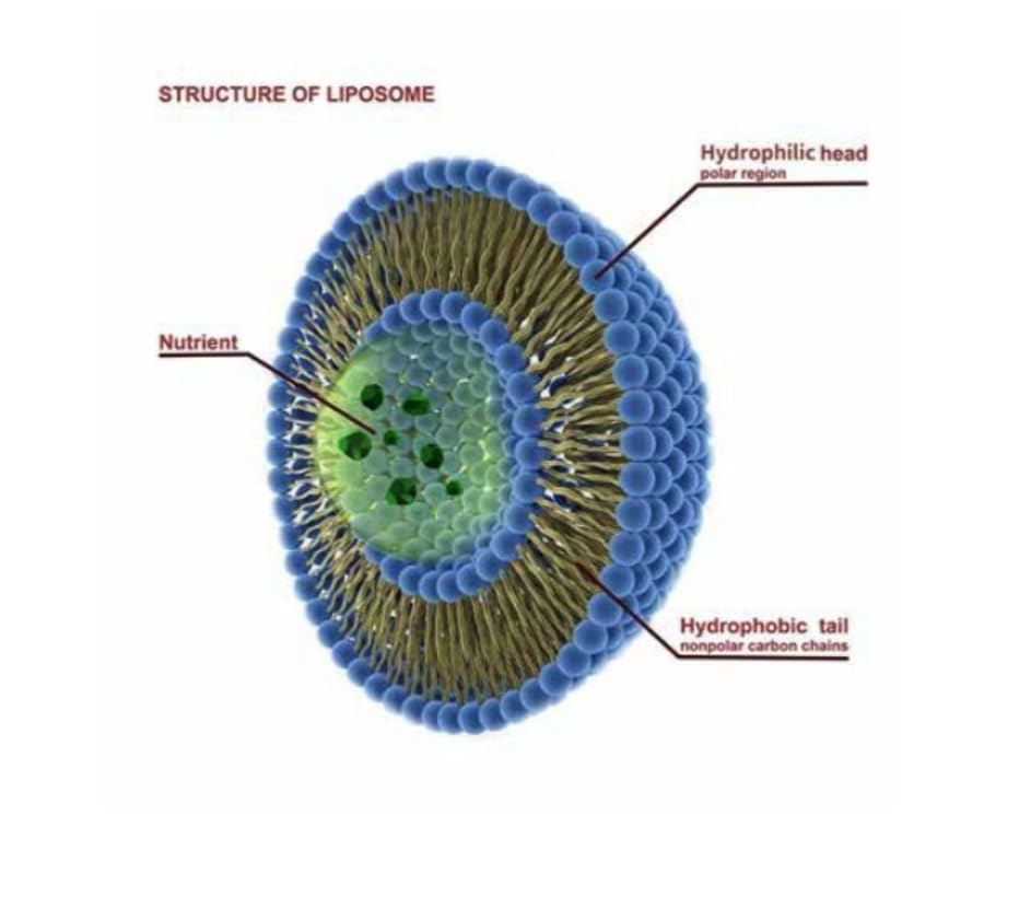 Pure Therapro Rx polvo liposomal en batidos, fácil incorporación en rutina matutina.