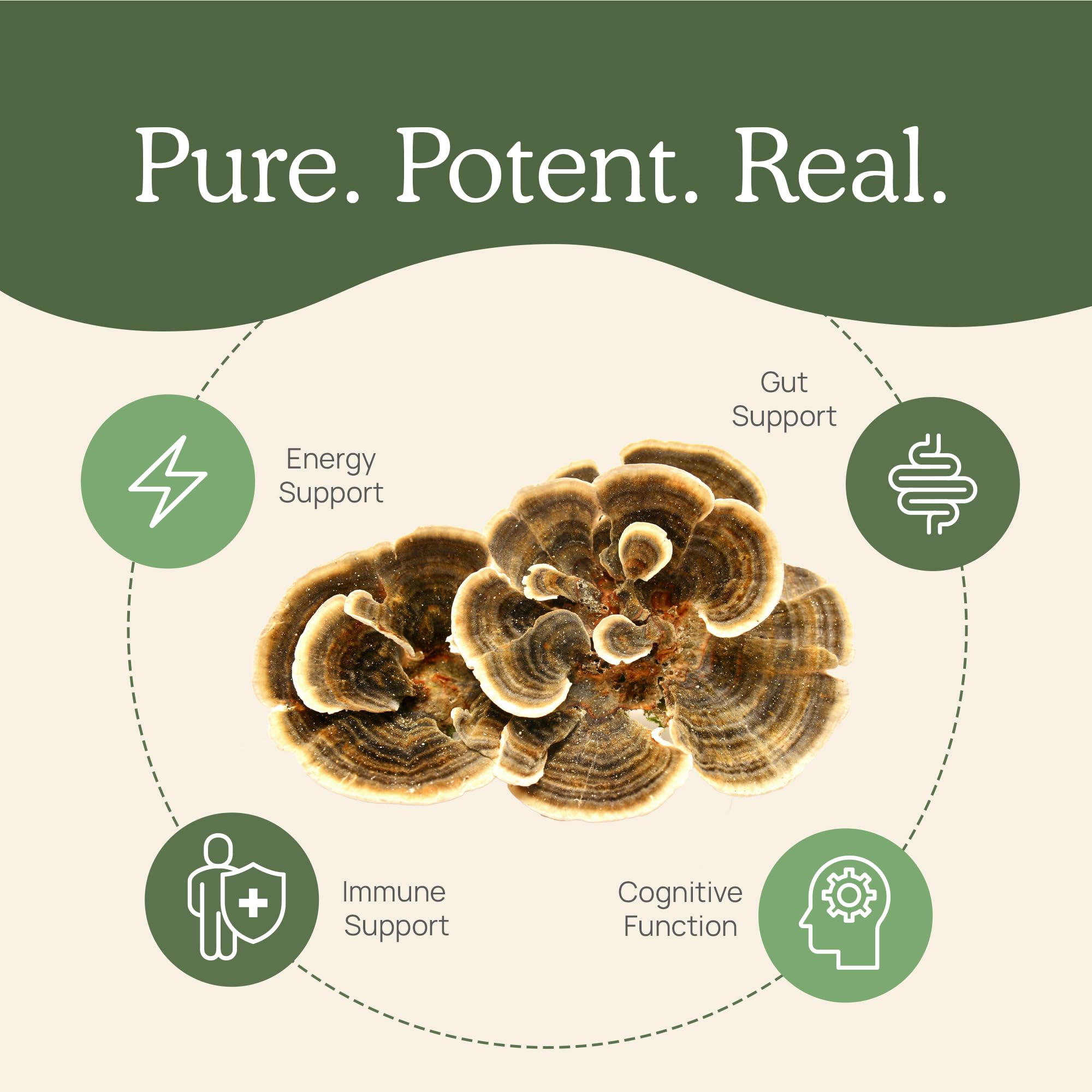 Real Mushrooms Turkey Tail polvo orgánico, sin aditivos ni rellenos