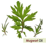 Aceite Salvia Mugwort, aplicación cosmética para masajes y cuidado de la piel.