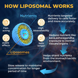 Capsulas liposomales de Samarogen Kava, mejor absorción para calma sostenida.