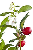Silky Scents Wintergreen, difusor-uso: aroma mentolado para espacios y bienestar