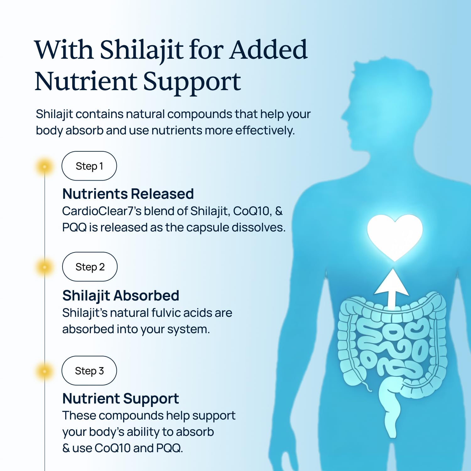 Detalle de ingredientes de CardioClear7: CoQ10, PQQ y Shilajit.