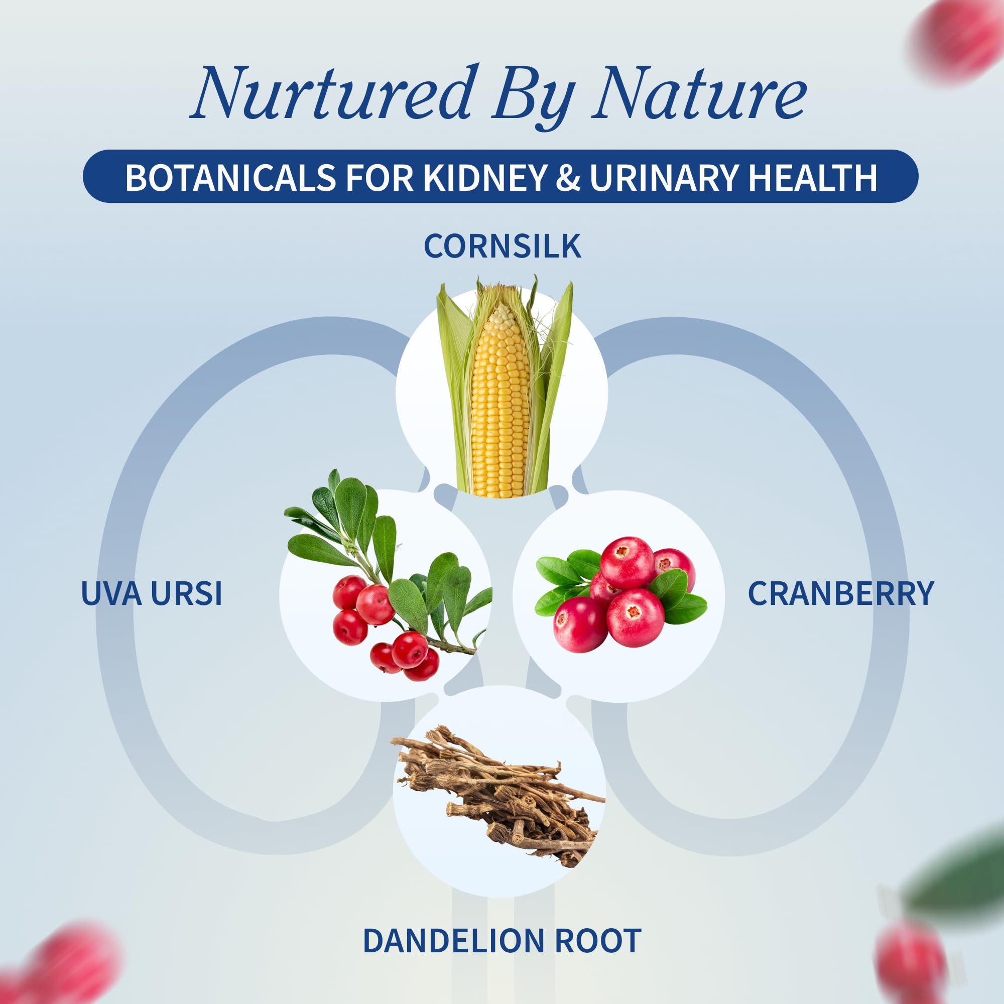 Arándano orgánico Snap Supplements, ingrediente clave para bienestar renal