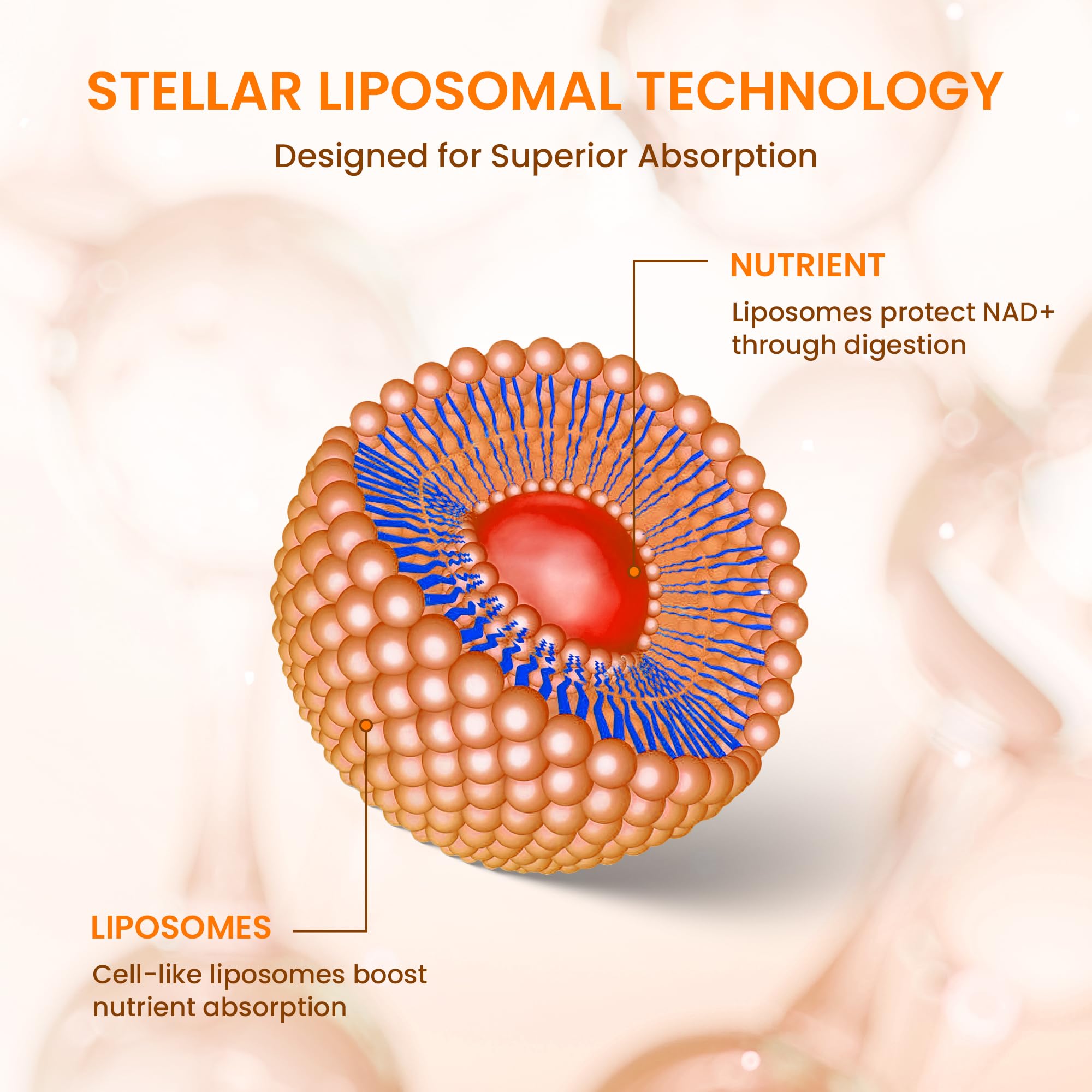 Stellar CoQ10 liposomado, fórmula pura y verificada por terceros.