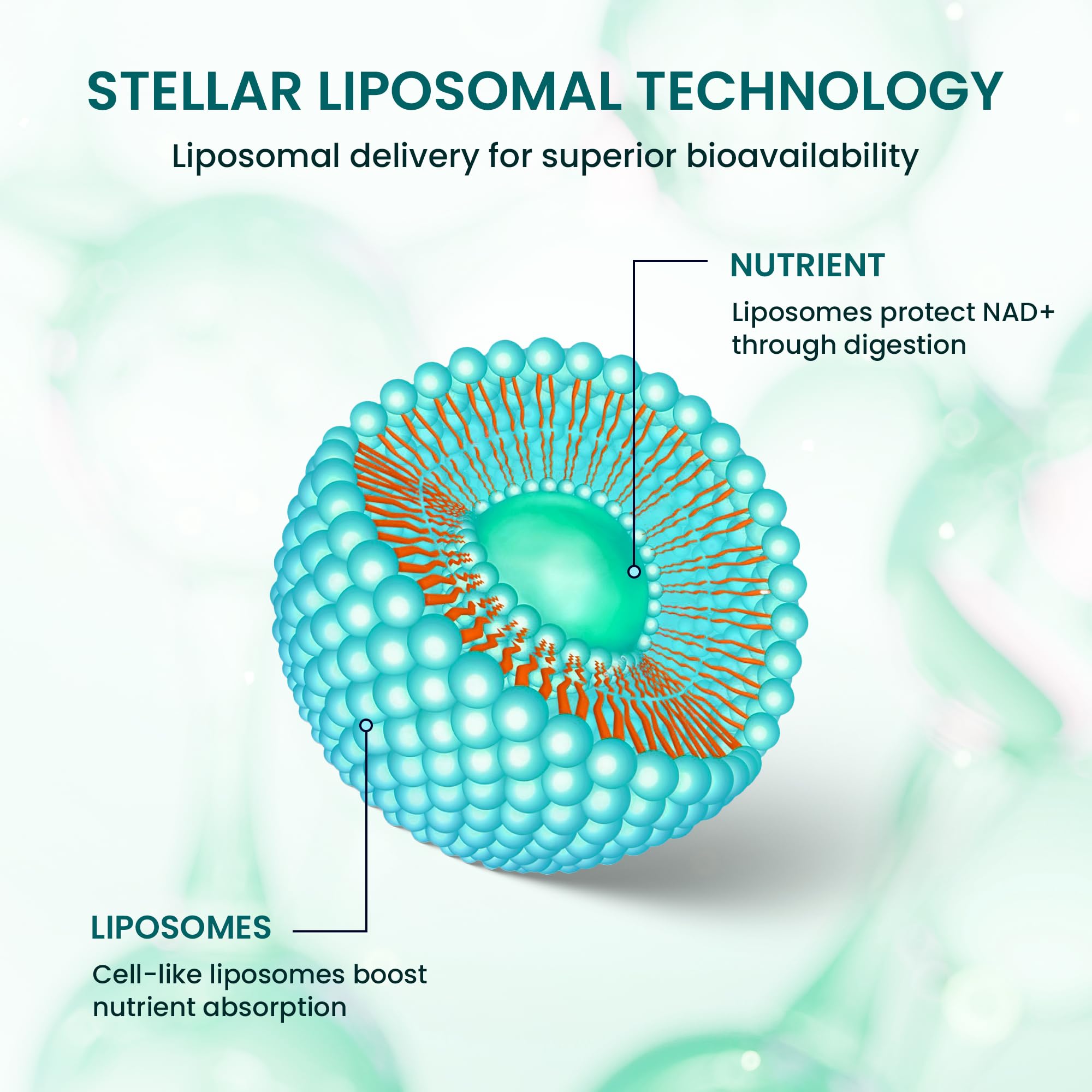 Stellar Liposomal Glutathione Liquid, antioxidante potente, protege las células con cada toma.