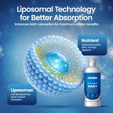 Stellar Liposomal NAD+ gotas, entrega rápida para la rutina diaria.