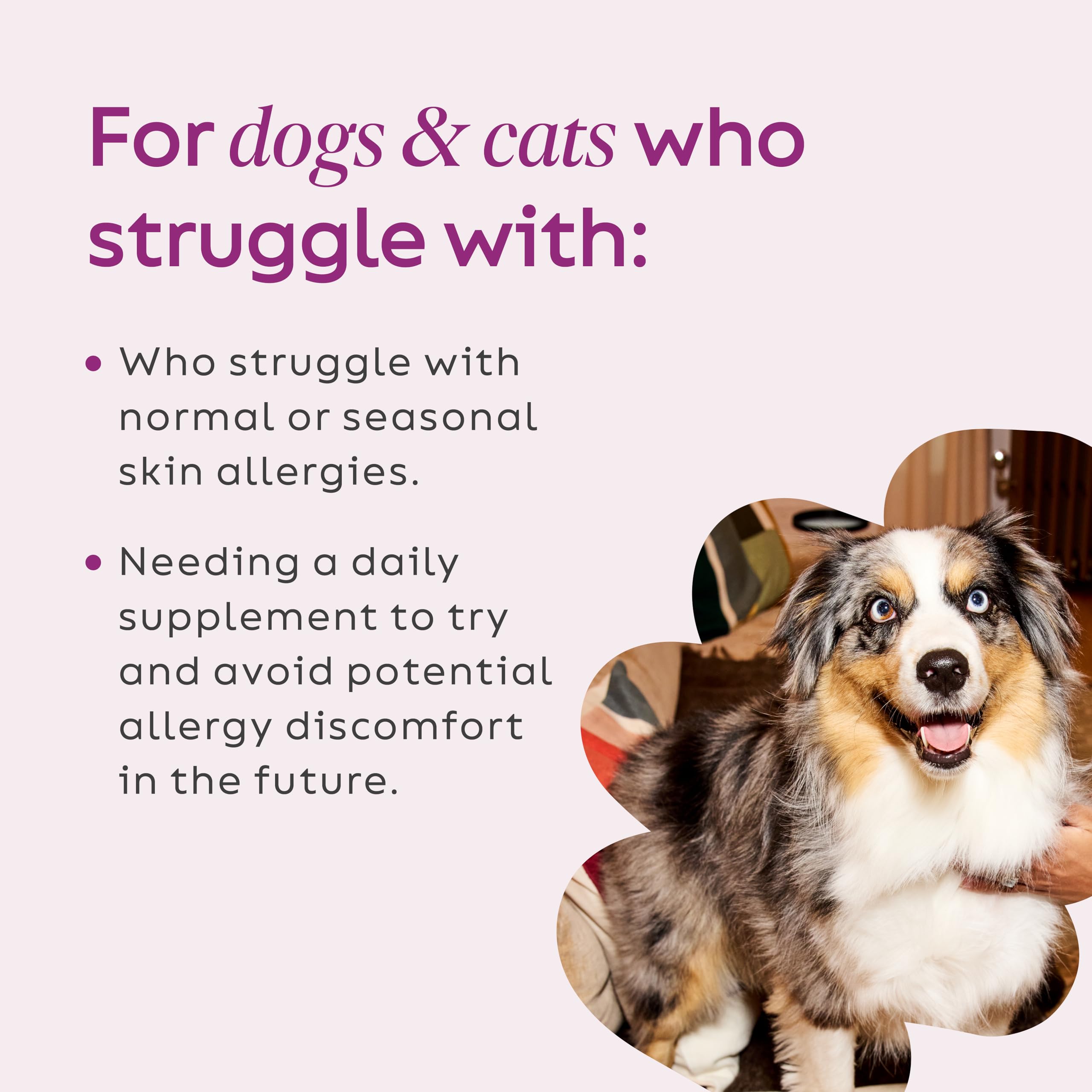 Polvo de mezcla de 7 hongos de Super Snouts Super Shrooms para la inmunidad