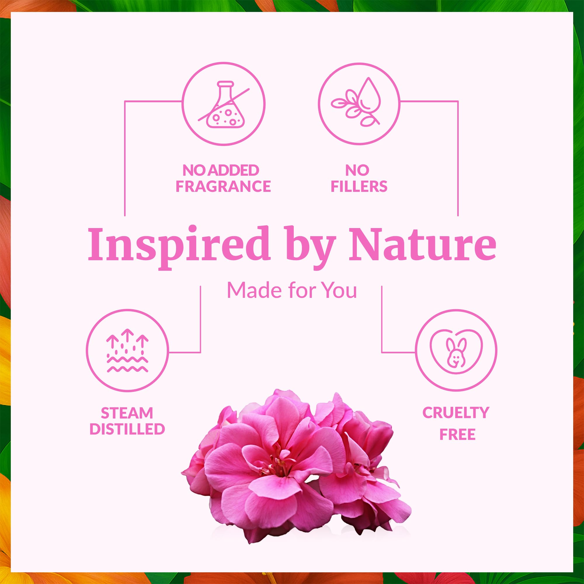 SVA Geranio Aceite Esencial: proceso de destilación al vapor para pureza aromática.