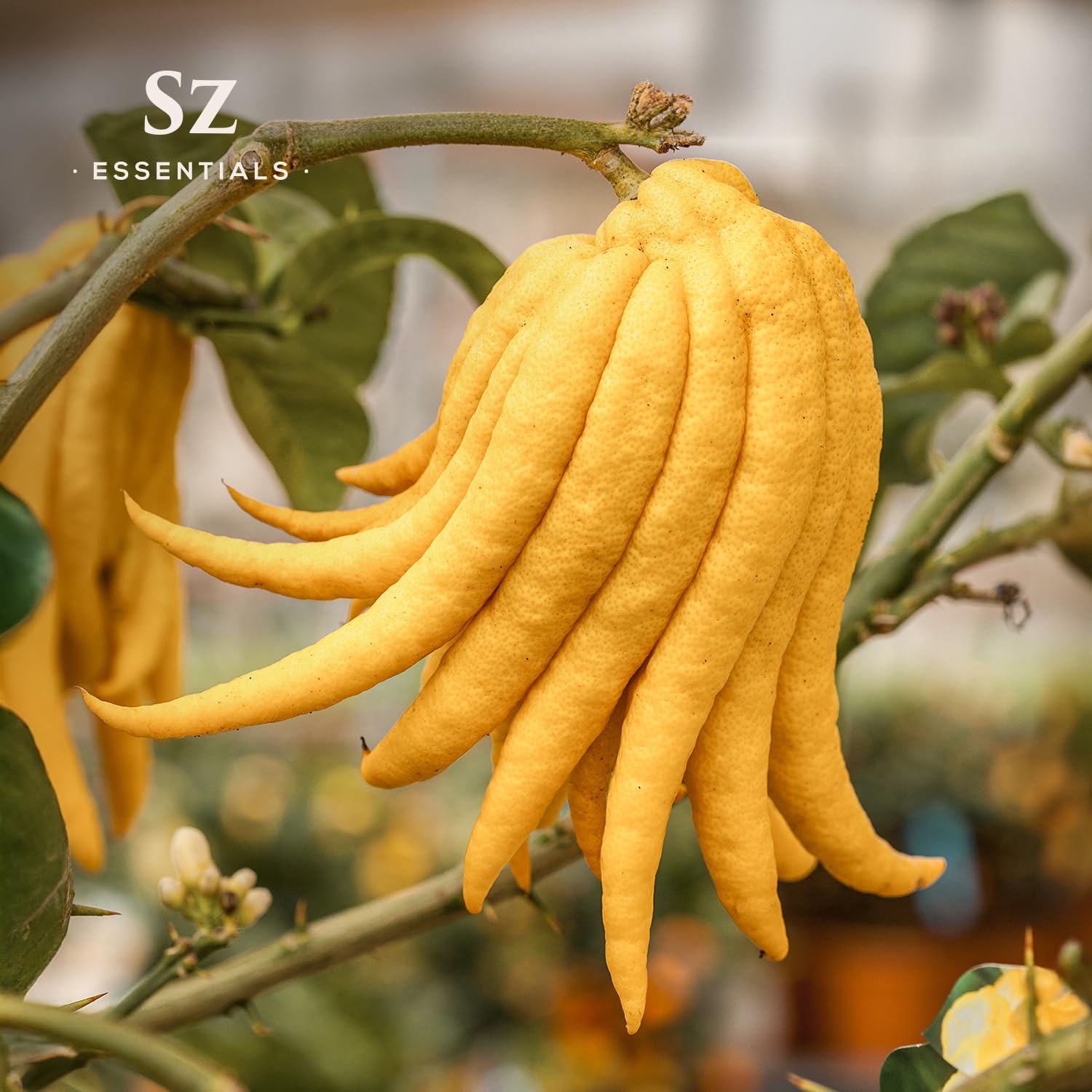 Sz Essentials Buddha's Hand: aroma cítrico con notas de limón y lima para difusores.