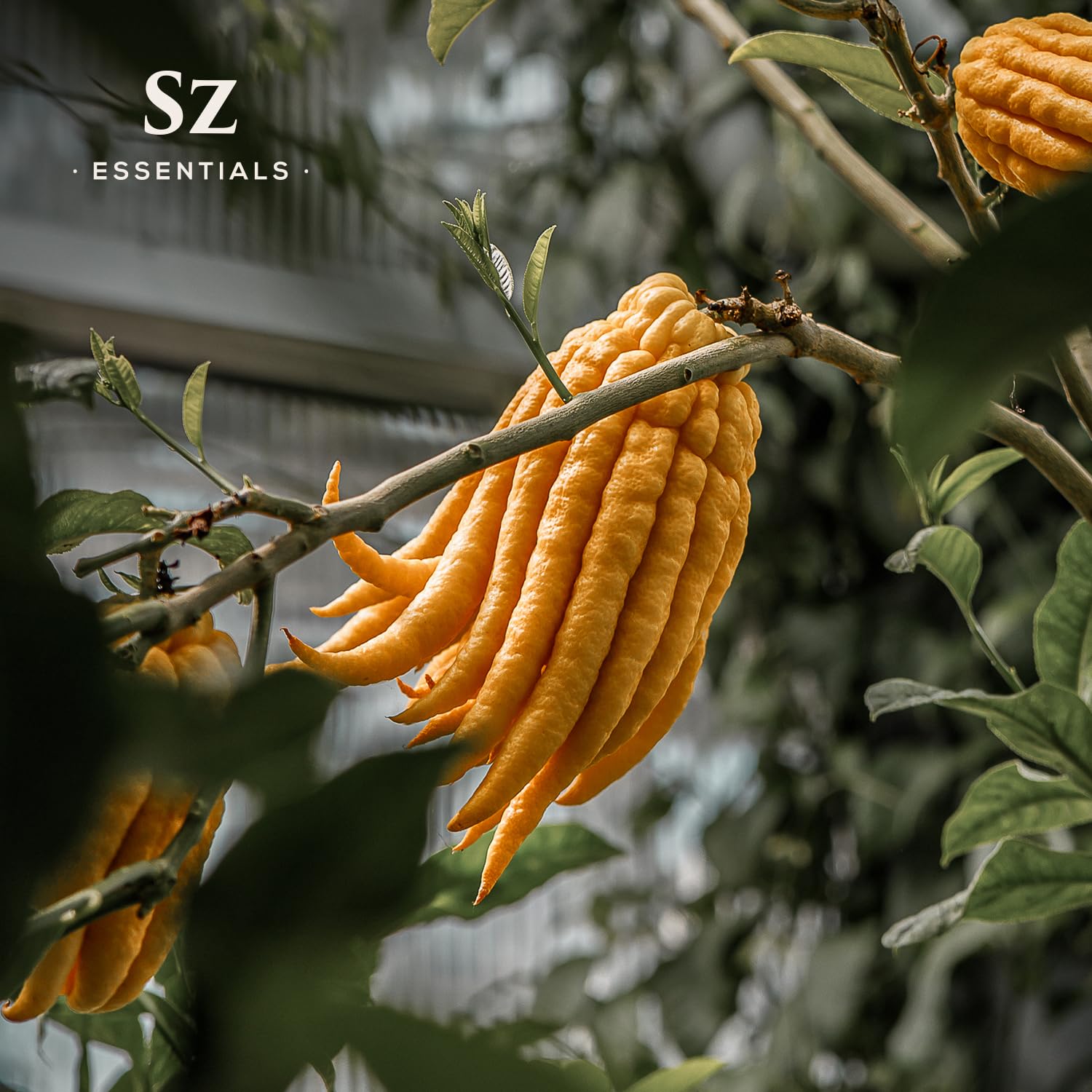 Sz Essentials Buddha's Hand: uso en difusor para ambientes frescos y brillantes.