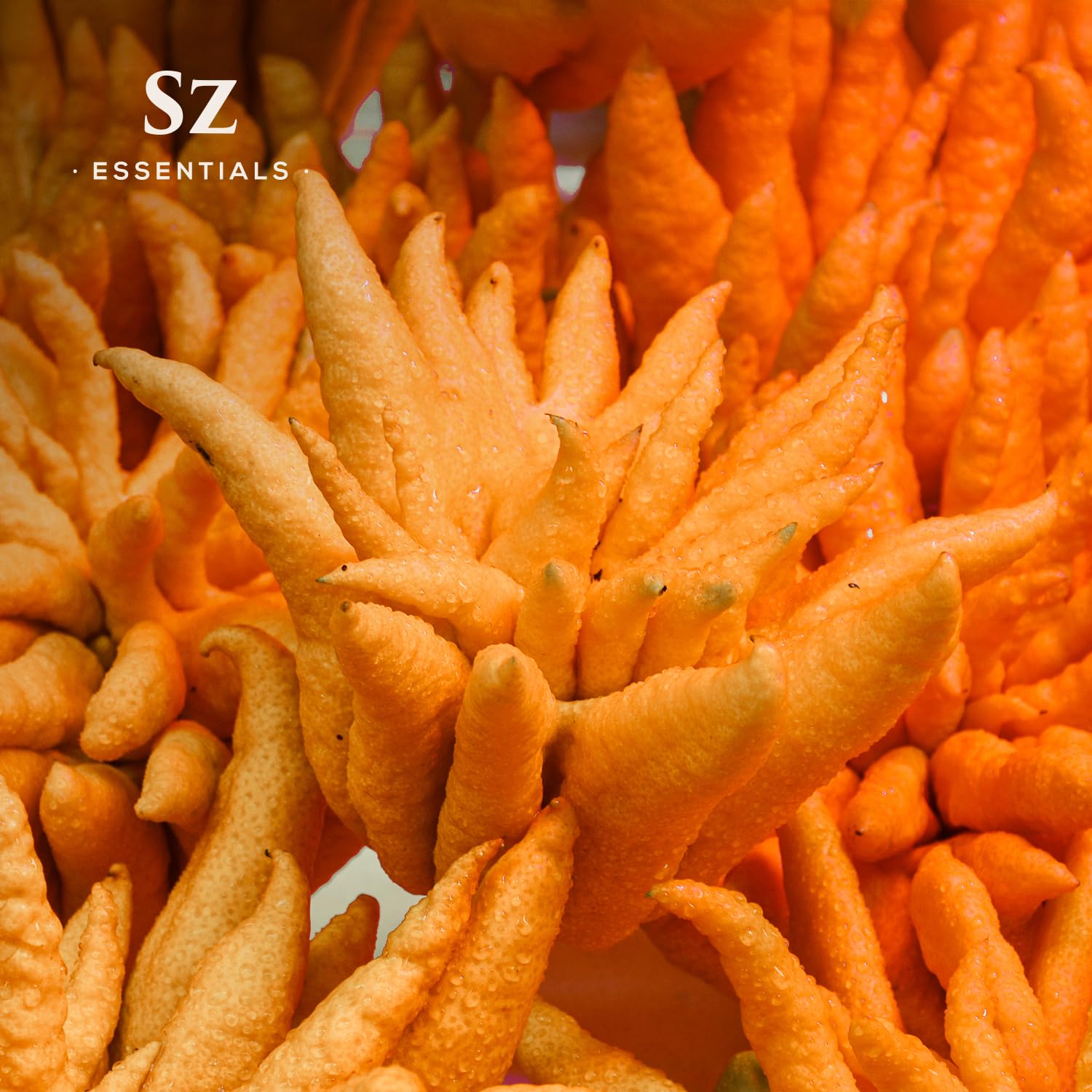 Sz Essentials Buddha's Hand: proceso de destilación al vapor para aceite puro.