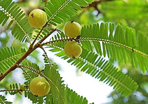 Terrasoul Amla en polvo, uso diario recomendado, aporta sabor y antioxidantes.