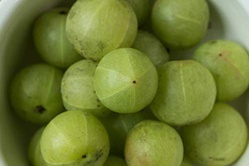 Terrasoul Amla en polvo orgánico, vertido en bol, mezcla suave para recetas.