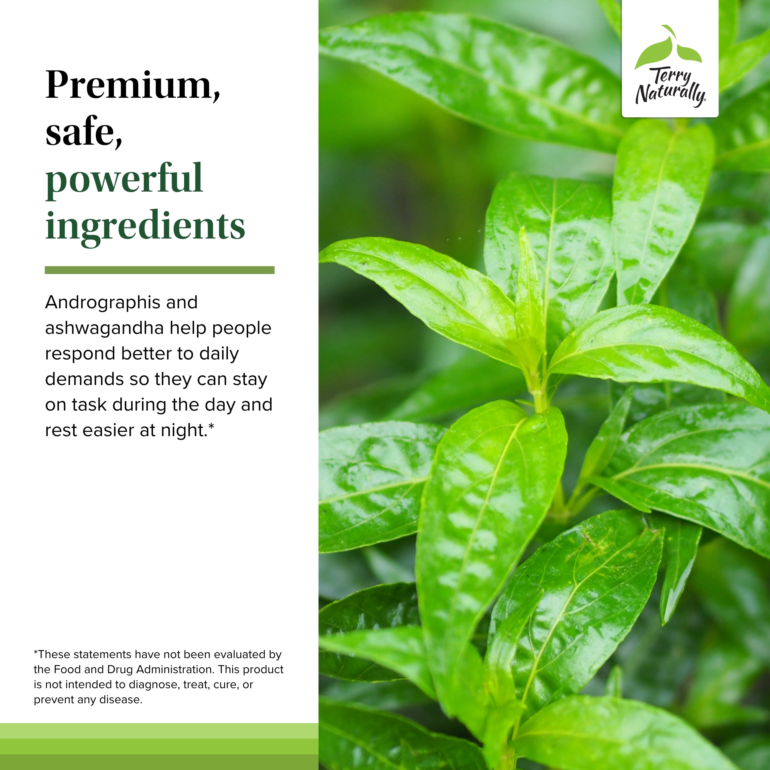 Terry Naturally Andrographis y Ashwagandha, botella en mostrador, práctica para la rutina diaria.