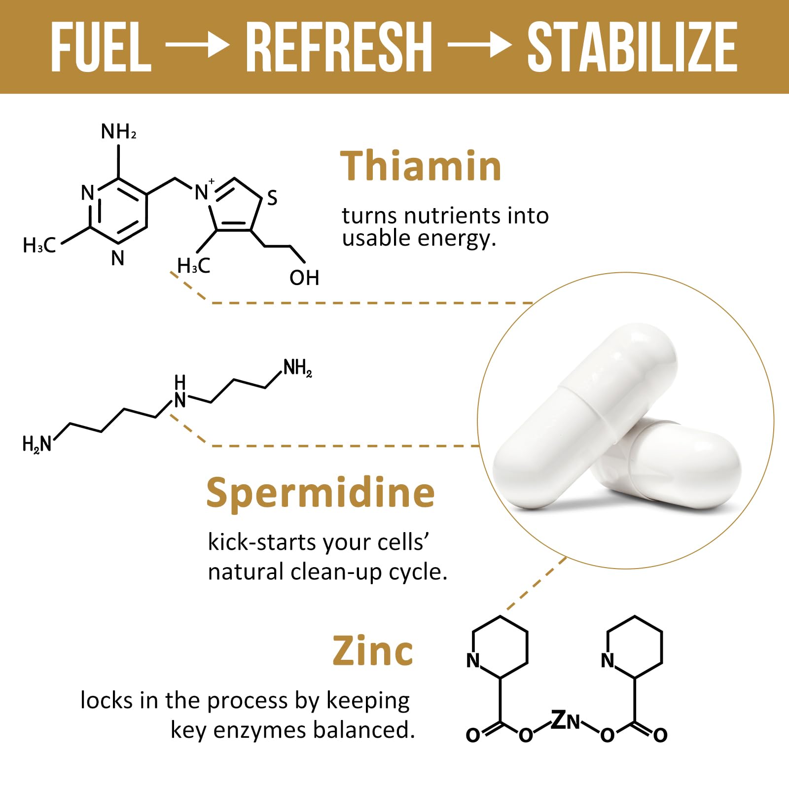 Thalacy Spermidina: imagen de zinc y fórmula para apoyar funciones celulares