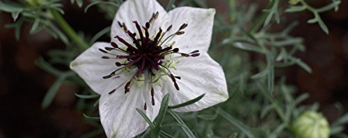 The Blessed Seed cápsulas: frasco para cuidado diario.
