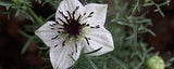 The Blessed Seed cápsulas: frasco para cuidado diario.
