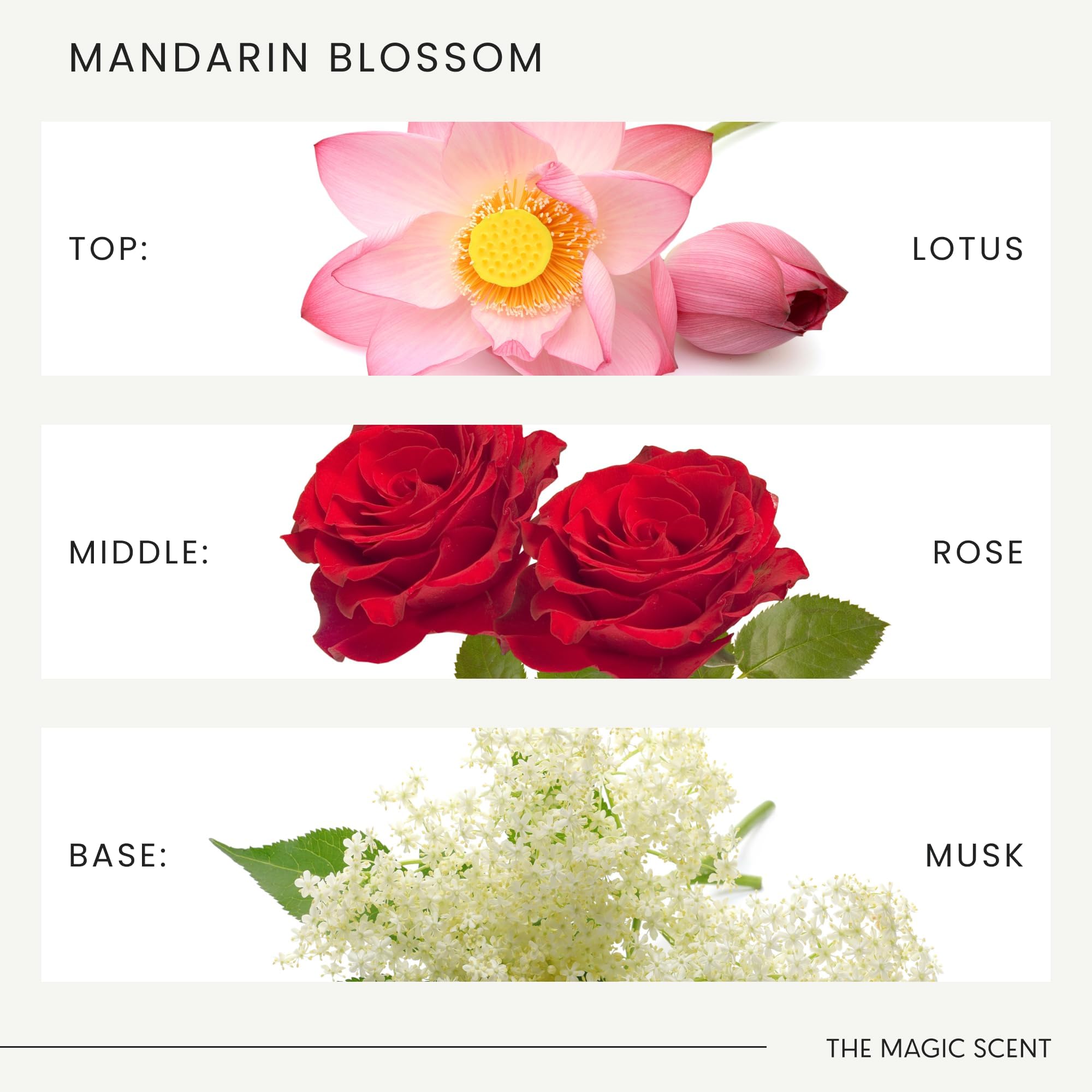 THE MAGIC SCENT ingredientes premium, sin OGMs y sin parabenos.