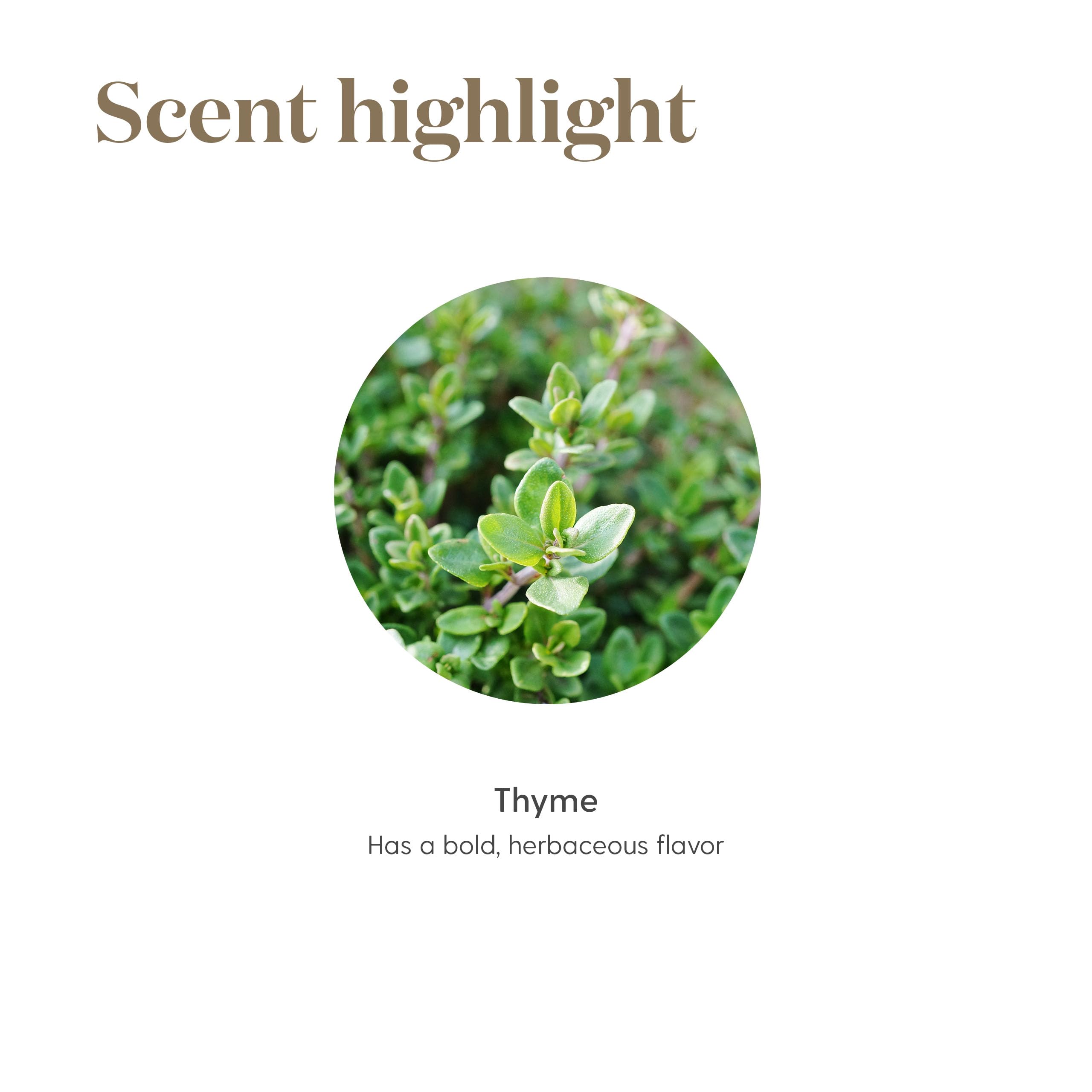 Usos de Thyme Vitality en cocina diaria y guisos