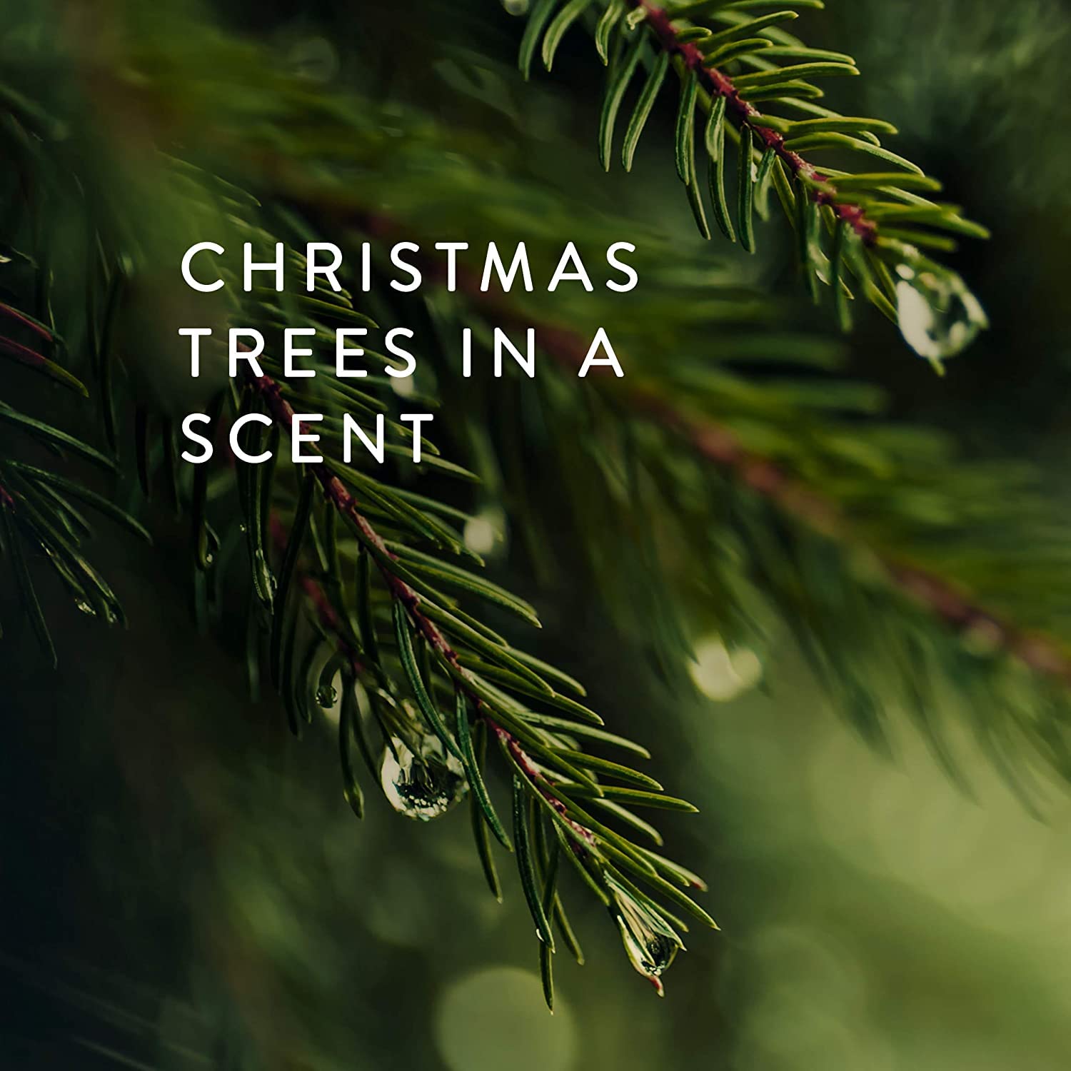 Vela Thymes Frasier Fir como regalo elegante para ocasiones especiales.