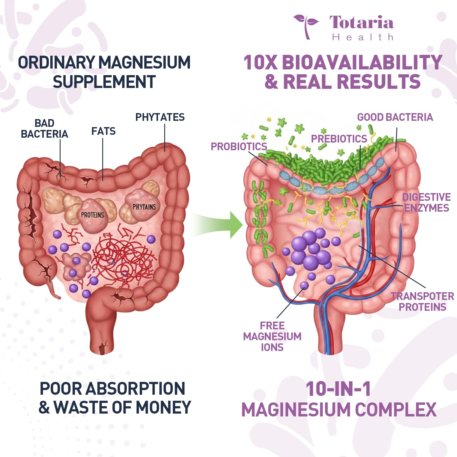 Totaria enzimas digestivas para descomponer nutrientes y facilitar la asimilacion.