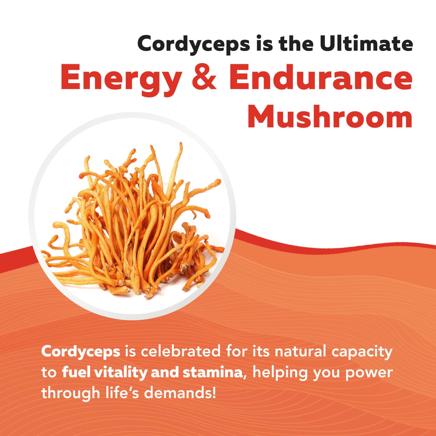 Triquetra Health cordyceps orgánico EE.UU., cultivo certificado y trazabilidad