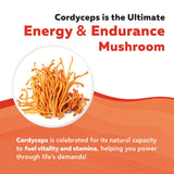 Triquetra Health cordyceps orgánico EE.UU., cultivo certificado y trazabilidad